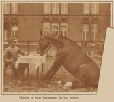 873702 Afbeelding van wachtmeester De Noo met zijn gedresseerde paard Martha 'aan het ontbijt', bij de kazerne van de ...